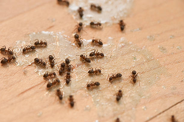Best Affordable Pest Control Services  in Mountain Lake Park, MD